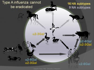 Why Influenza A virus cant be eradicated Why Influenza A virus cant be eradicated